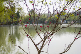 湖边桃花三两支