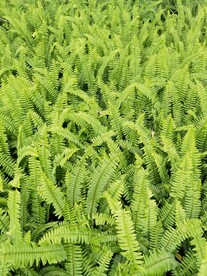 蕨类植物