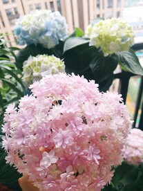 花手鞠绣球花