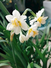 水仙花