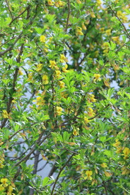 金雀花