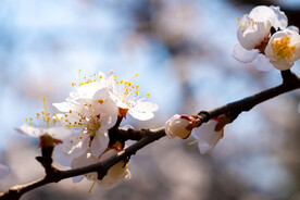 春天里盛开的桃花花蕊