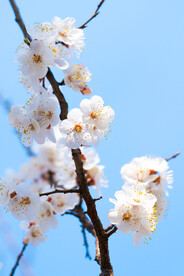 春天里盛开的白色桃花枝