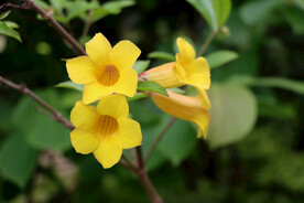 黄蝉花