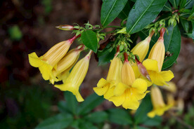 黄蝉花