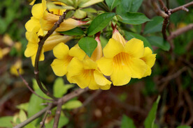 黄蝉花