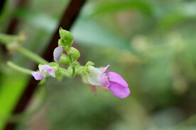 四季豆花