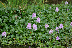 水葫芦花