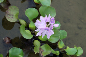 水葫芦花