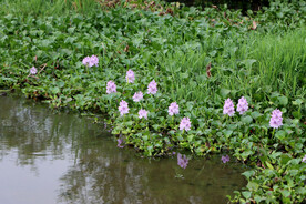 水葫芦花