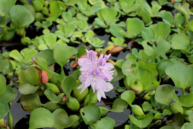 水葫芦花