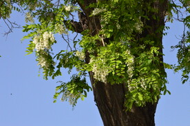 槐树花 
