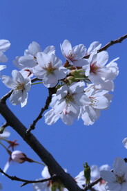 花枝 