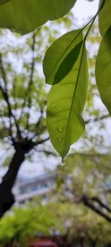 雨后的树叶