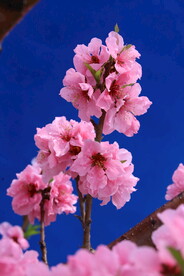 碧桃花