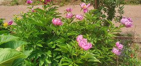 芍药花儿