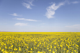  自然风景 油菜花