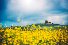 自然风景 油菜花海