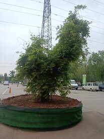 景观树