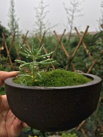 生命