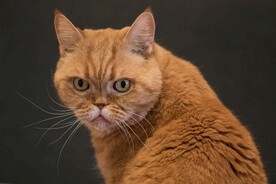 咖啡猫