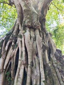 根