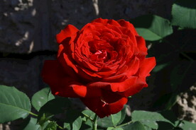 月季花
