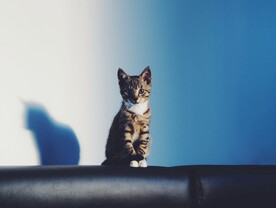虎斑猫
