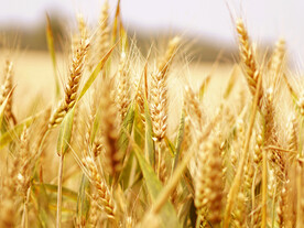 小麦