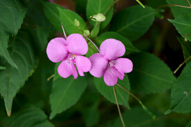 风仙花 花卉 指甲花 染指甲花