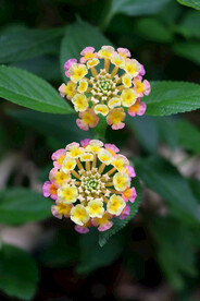 五色梅 山大丹 如意草 五彩花