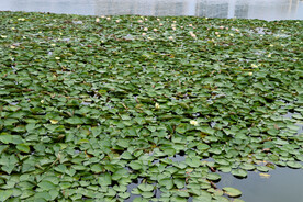 睡莲
