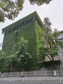 墙上爬山虎