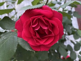 花朵