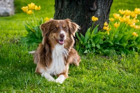 牧羊犬