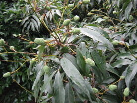 荔枝树