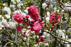 碧桃花 碧桃 