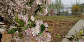 公园花草