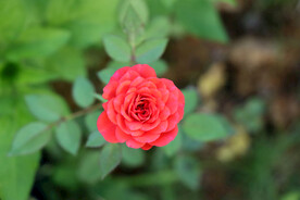 红玫瑰花