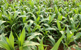 玉米苗