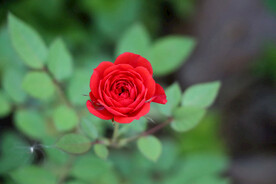 红玫瑰花