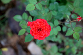 红玫瑰花