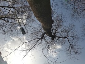 蓝天大树