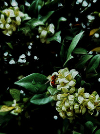 油画效果的桅子花