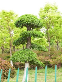 园林观赏树