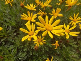 黄金菊