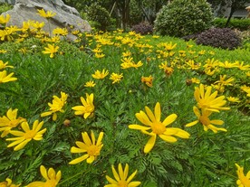 黄金菊