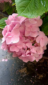 紫阳花