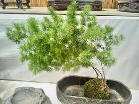 小松树