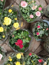 盆花